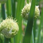 “微生物の力で植物を守る”ネギ由来のGSACが切り開く持続可能な農業の未来 岐阜大学 清水教授にインタビュー
