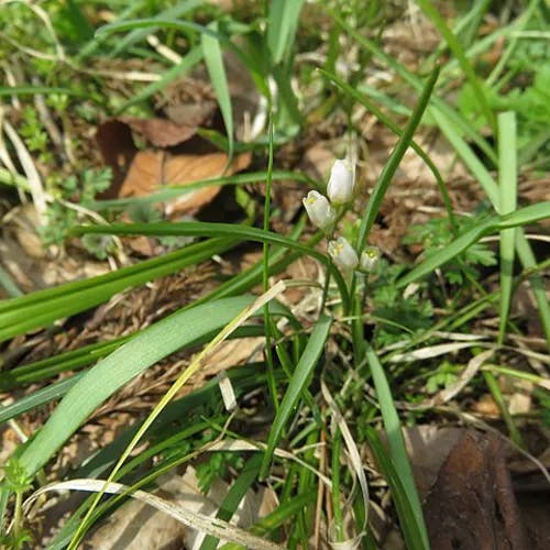ヒメニラ（姫韮） (Allium monanthum)-i