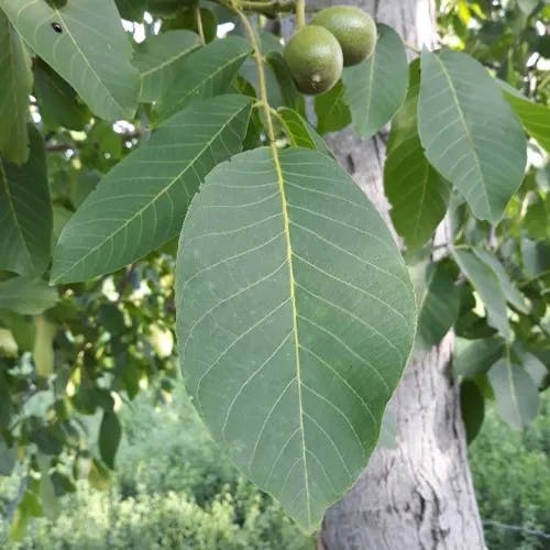 Carpathian walnut (Juglans regia)-i