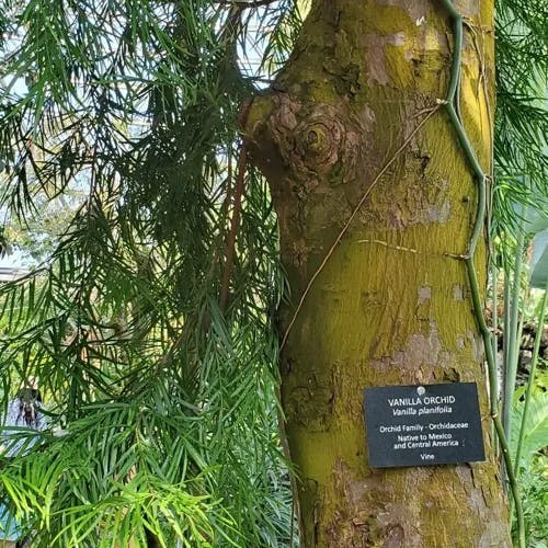 African fern pine (Afrocarpus gracilior)-i