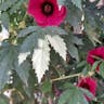 False roselle (Hibiscus acetosella)-i