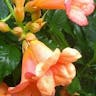 Chinese trumpet-creeper (Campsis grandiflora)-i