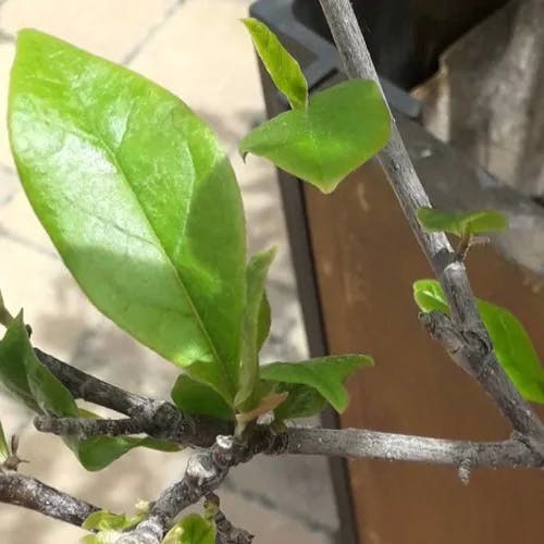 Mulan Magnolia (Magnolia liliiflora)-i