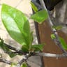 Mulan Magnolia (Magnolia liliiflora)-i
