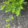 カニクサ（蟹草） (Lygodium japonicum)-i