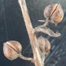モウズイカ（毛蕊花） (Verbascum blattaria)-i