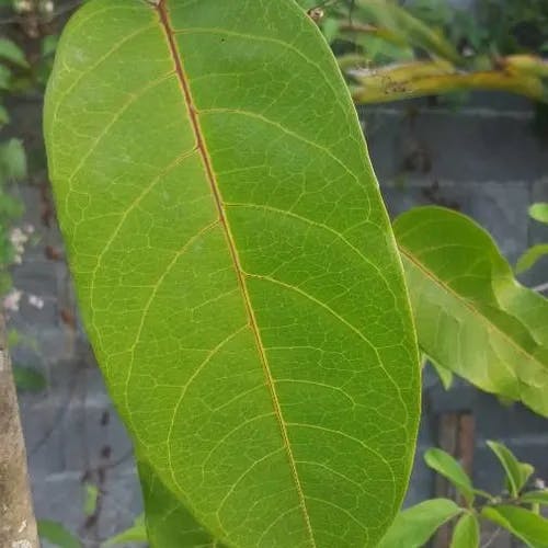 ミズレモン（水檸檬） (Passiflora laurifolia)-i