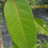 ミズレモン（水檸檬） (Passiflora laurifolia)-i