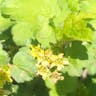 ヤブサンザシ（藪山査子） (Ribes fasciculatum)-i