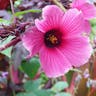 False roselle (Hibiscus acetosella)-i