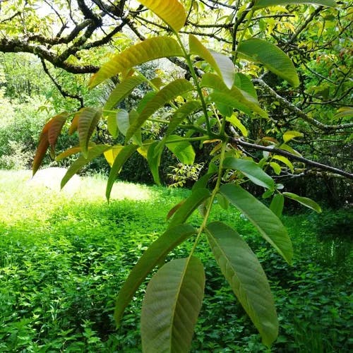 Carpathian walnut (Juglans regia)-i