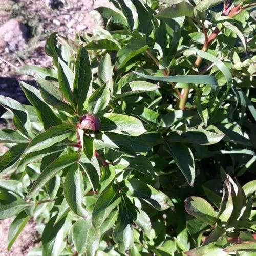 Chinese Peony (Paeonia lactiflora)-i