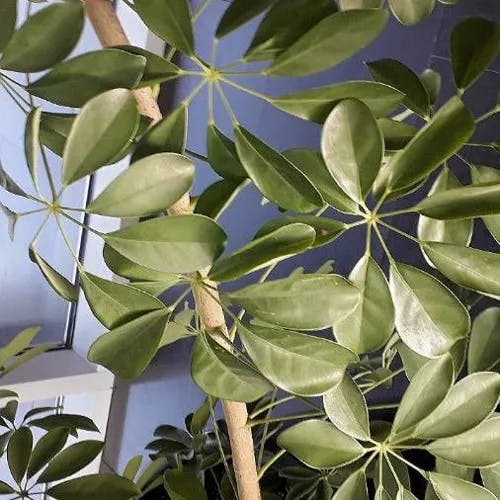 ヤドリフカノキ（宿り鱶木） (Schefflera arboricola)-i