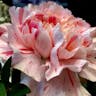 Carnation (Dianthus caryophyllus)-i