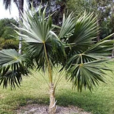 Puerto Rican Thatch Palm