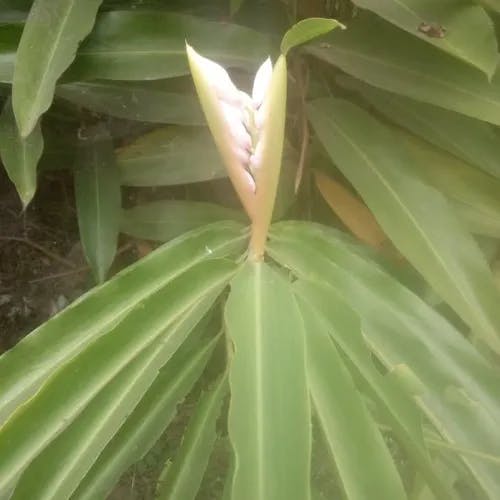 Shellplant (Alpinia zerumbet)-i