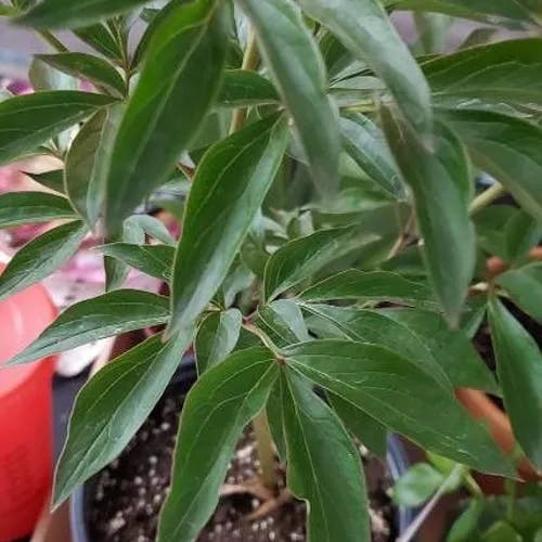 Chinese Peony (Paeonia lactiflora)-i