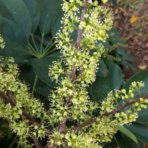 ヤドリフカノキ（宿り鱶木） (Schefflera arboricola)-i