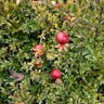 American cranberry (Vaccinium macrocarpon)-i