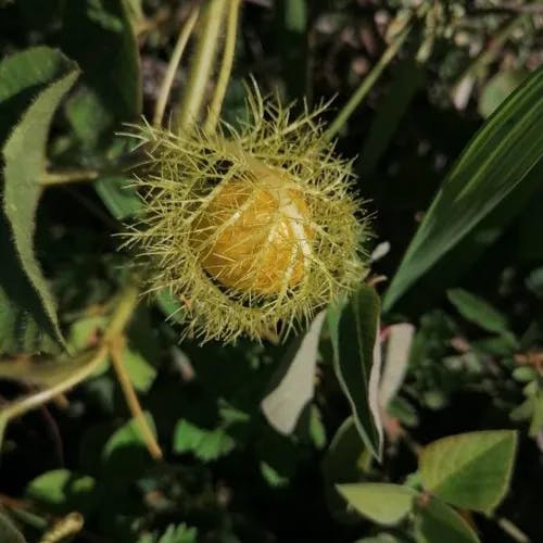 クサトケイソウ（臭時計草） (Passiflora foetida)-i