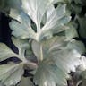Persian Buttercup (Ranunculus asiaticus)-i