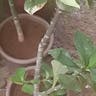 African milk bush (Euphorbia umbellata)-i