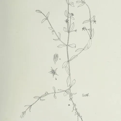 ノミノフスマ（蚤の衾） (Stellaria uliginosa)-i