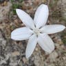 Mexican-star (Milla biflora)-i