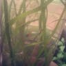 セキショウモ（石菖藻） (Vallisneria natans)-i