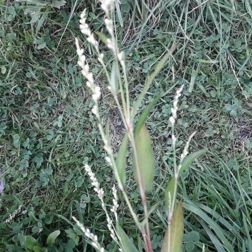 ヤナギタデ（柳蓼） (Persicaria hydropiper)-i