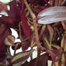 シマムラサキツユクサ（縞紫露草） (Tradescantia zebrina)-i