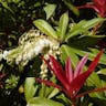 Japanese Pieris (Pieris japonica)-i