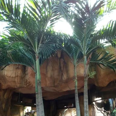 Montgomery palm