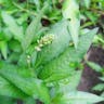ヤナギタデ（柳蓼） (Persicaria hydropiper)-i