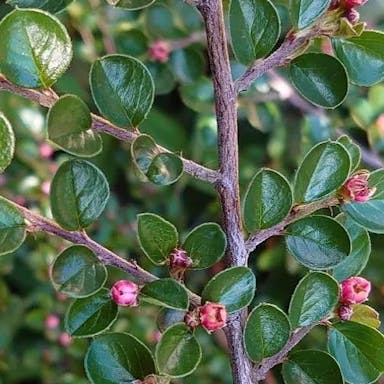 Bearberry cotoneaster