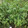 African eggplant (Solanum macrocarpon)-i