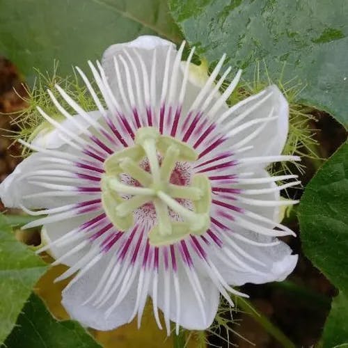 クサトケイソウ（臭時計草） (Passiflora foetida)-i