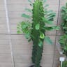 African candelabra (Euphorbia ammak)-i