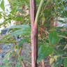 Heavenly Bamboo (Nandina domestica)-i