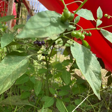 Garden-huckleberry