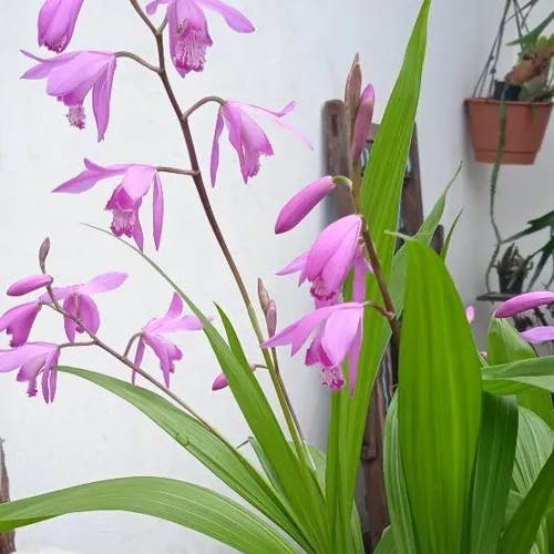Chinese ground orchid (Bletilla striata)-i