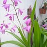 Chinese ground orchid (Bletilla striata)-i
