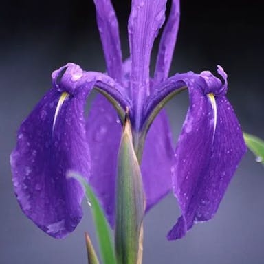 Rabbit-ear Iris