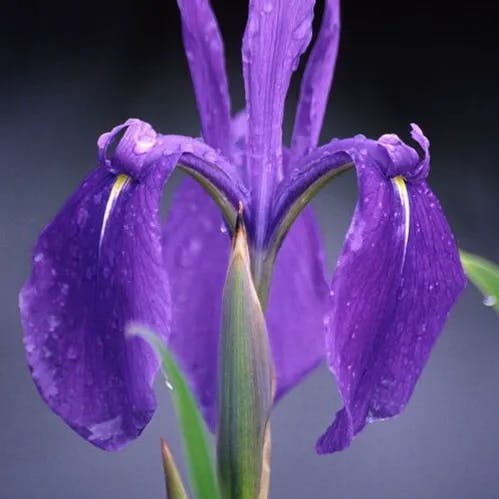 Rabbit-ear Iris (Iris laevigata)-i