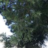African fern pine (Afrocarpus gracilior)-i