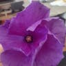 Lilac-hibiscus (Alyogyne huegelii)-i