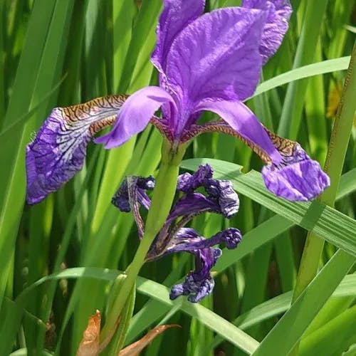 Blood Iris (Iris sanguinea)-i