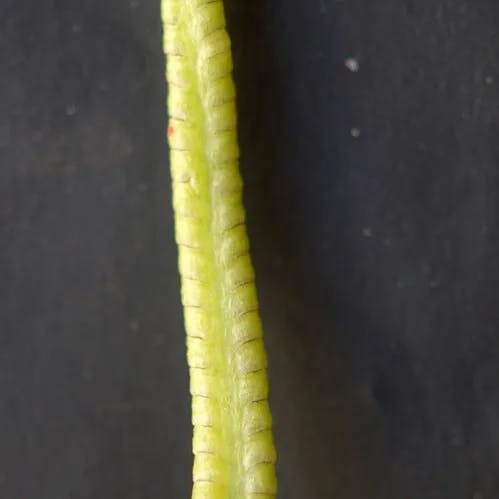Adder's-tongue (Ophioglossum vulgatum)-i
