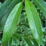 Wintersweet (Chimonanthus praecox)-i