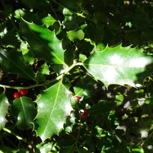 English holly (Ilex aquifolium)-i